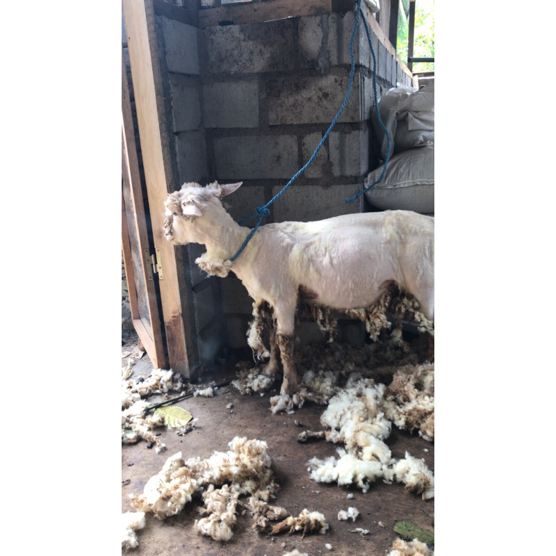 

domba merino