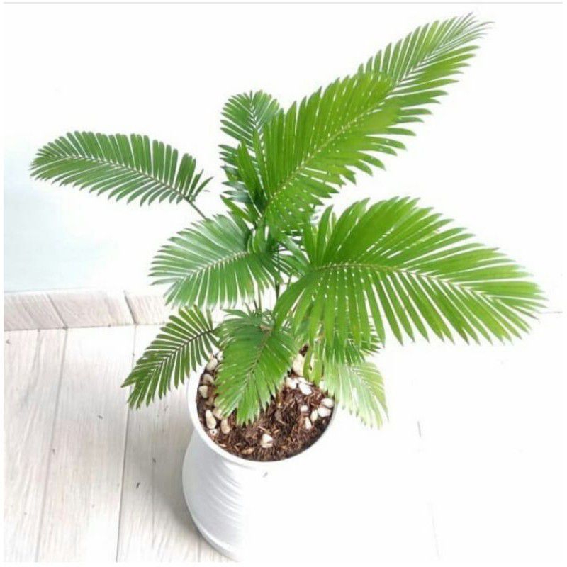 Tanaman Hias Palem Paris Mini