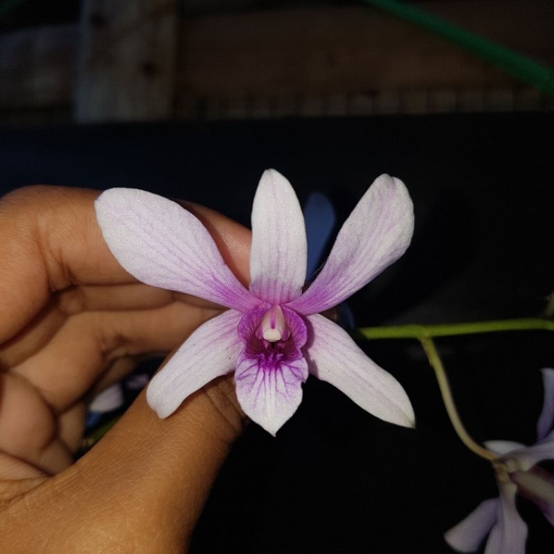 Anggrek Dendrobium Albertine Rajin Berbunga Harga Terjangkau Kondisi kenop