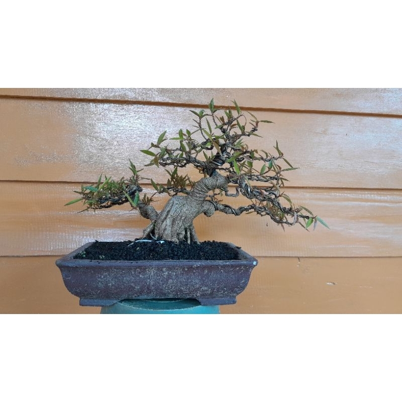 bonsai beringin california siap pajang