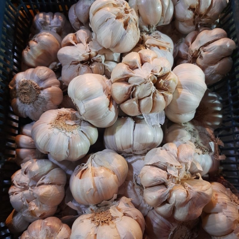 bawang putih 1 kg