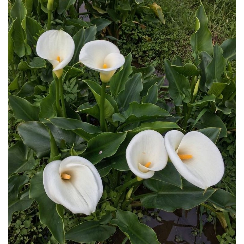 Tanaman  Cala Lily