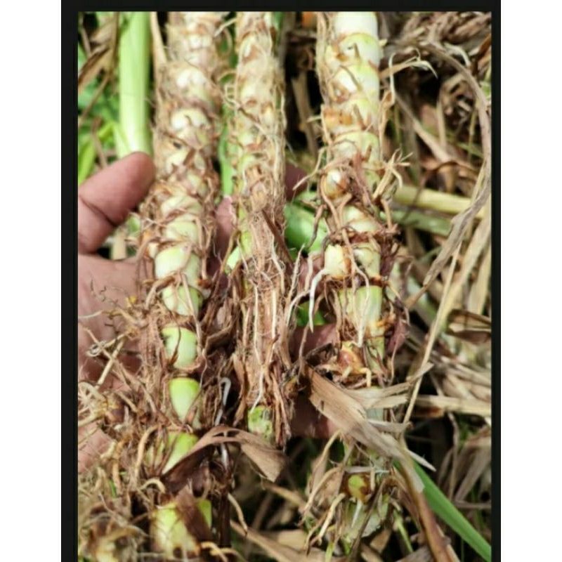 bibit rumput odot segar, panjang 15-20cm, siap tanam