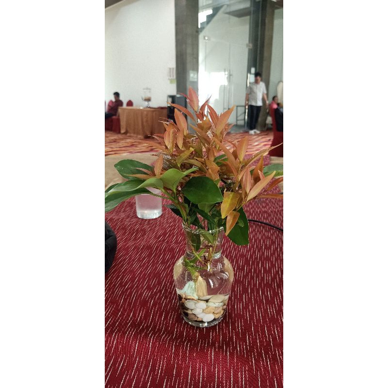 Bunga Pas Pucuk Merah Stek Pucuk Merah Untuk Pot Meja Hias