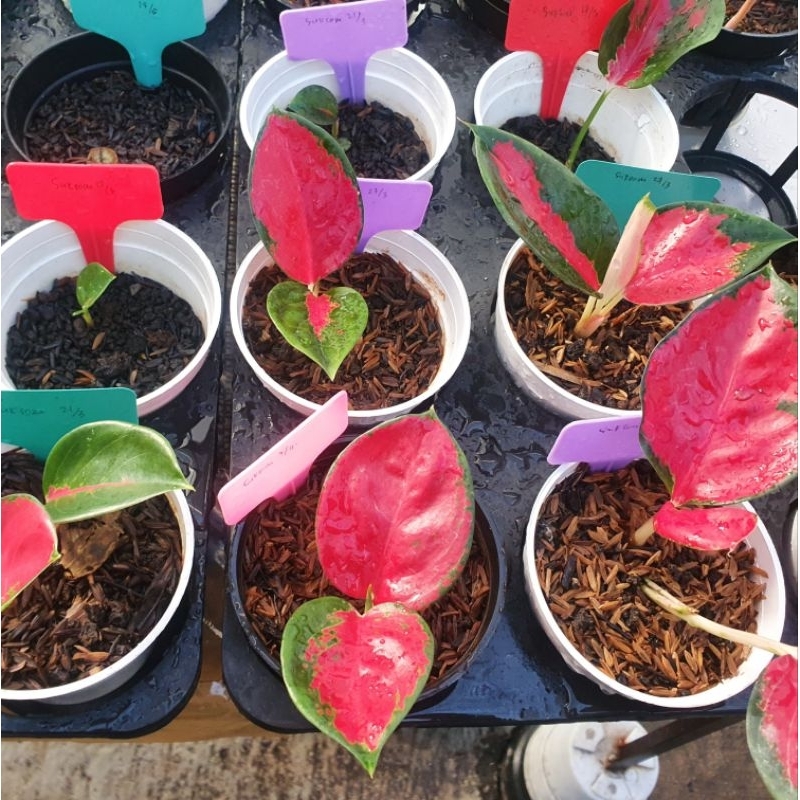 Aglaonema Suksom Tanian Lokal