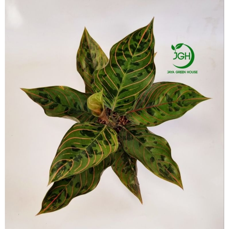 Tanaman Aglaonema Red Army