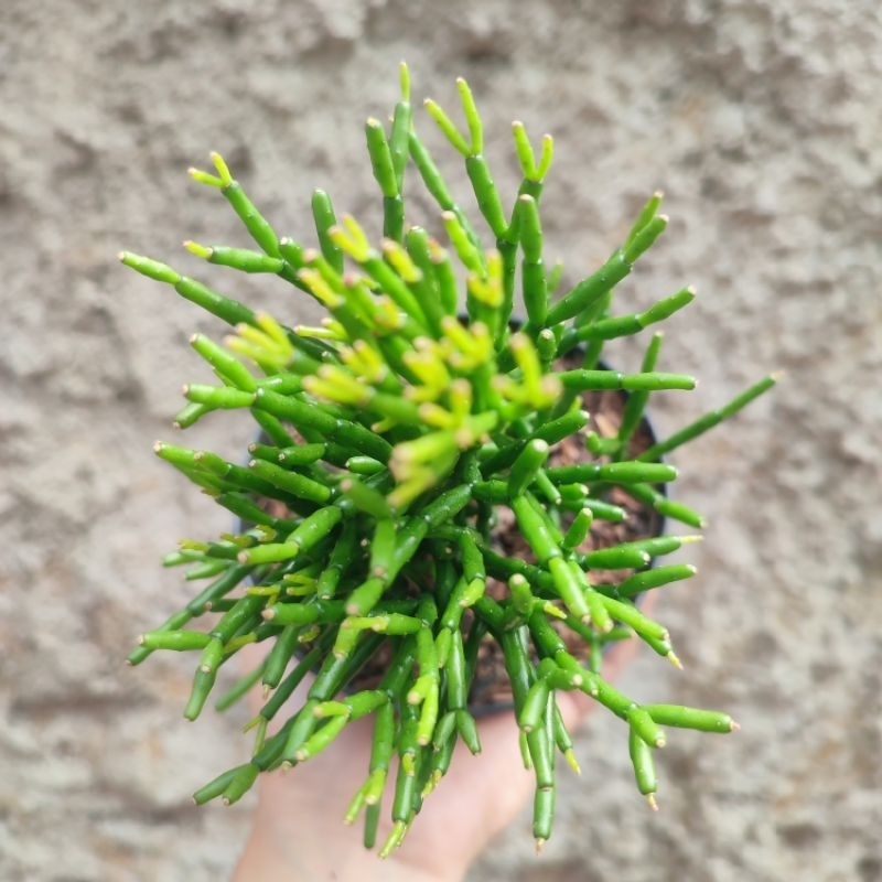 Rhipsalis Salicornioides | DP 10cm | Sukulen