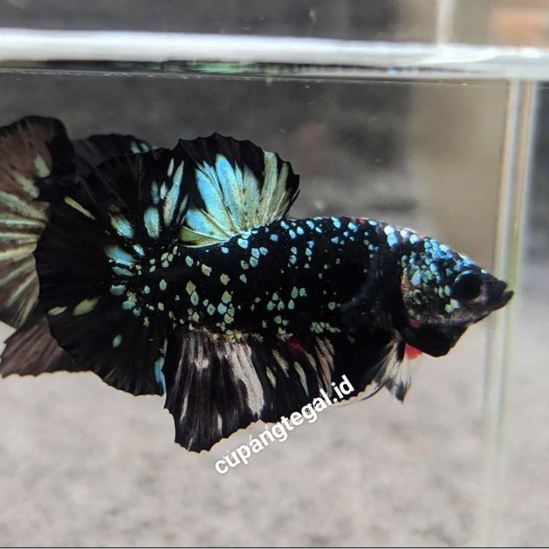 AVATAR COOPER GOLD TOP GRADE BUKAN BESGEL UNTUK ORNAMEN DAN DEKORASI AQUARIUM