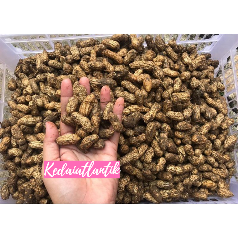 

Kacang tanah kulit masih mentah