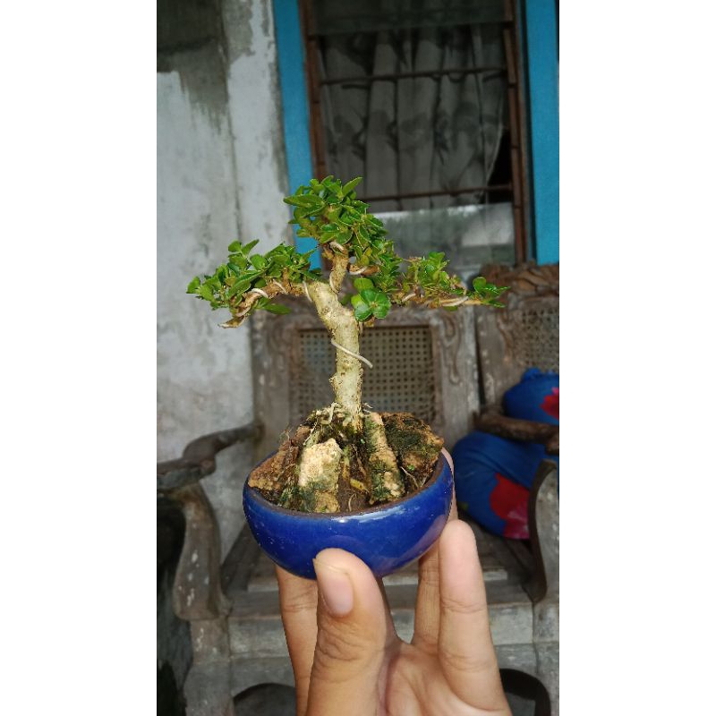 Bonsai mame sancang