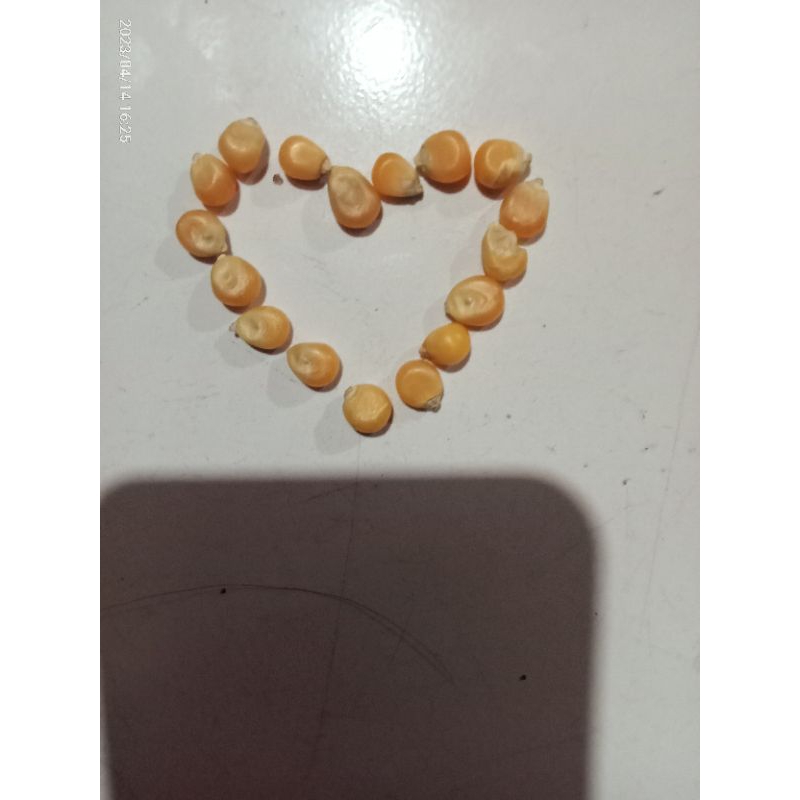 

Jagung Popcorn non GMO dari Argentina