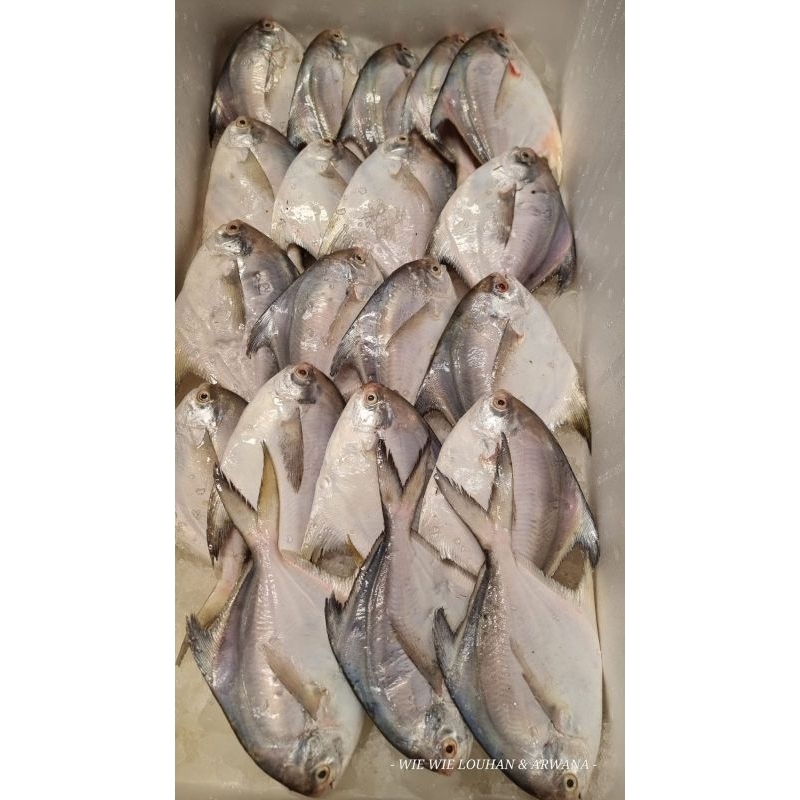 

Ikan Bawal Putih Frozen And Fresh