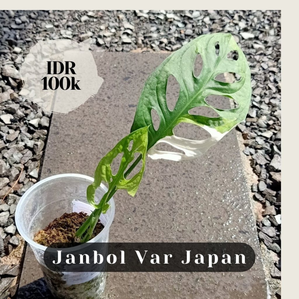 Janbol Var Japan