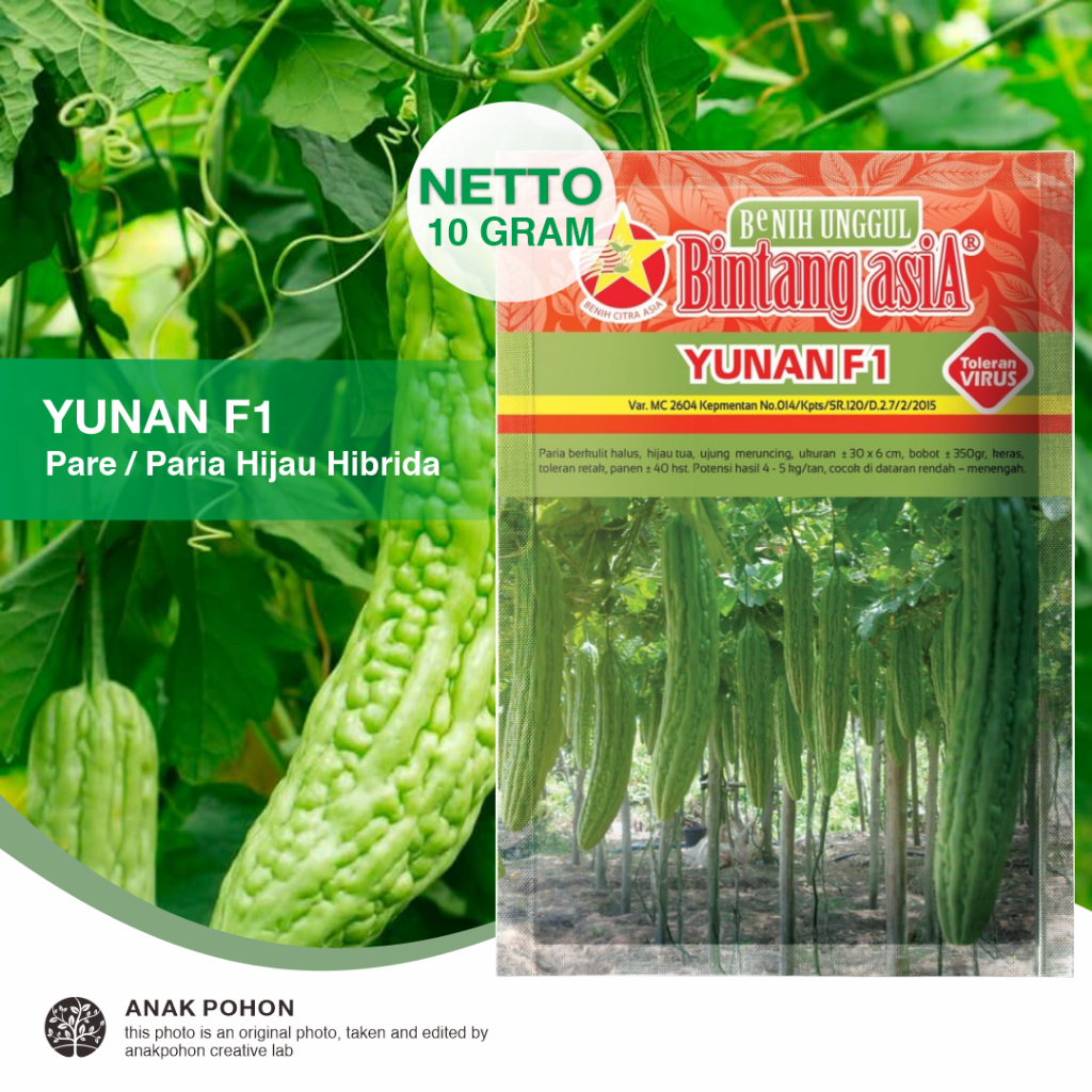 (1 PACK) Benih Pare Yunan F1 Hibrida Paria Hijau Seeds - Bintang Asia - 10 GRAM