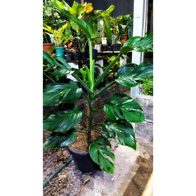 monstera pinatipartita
