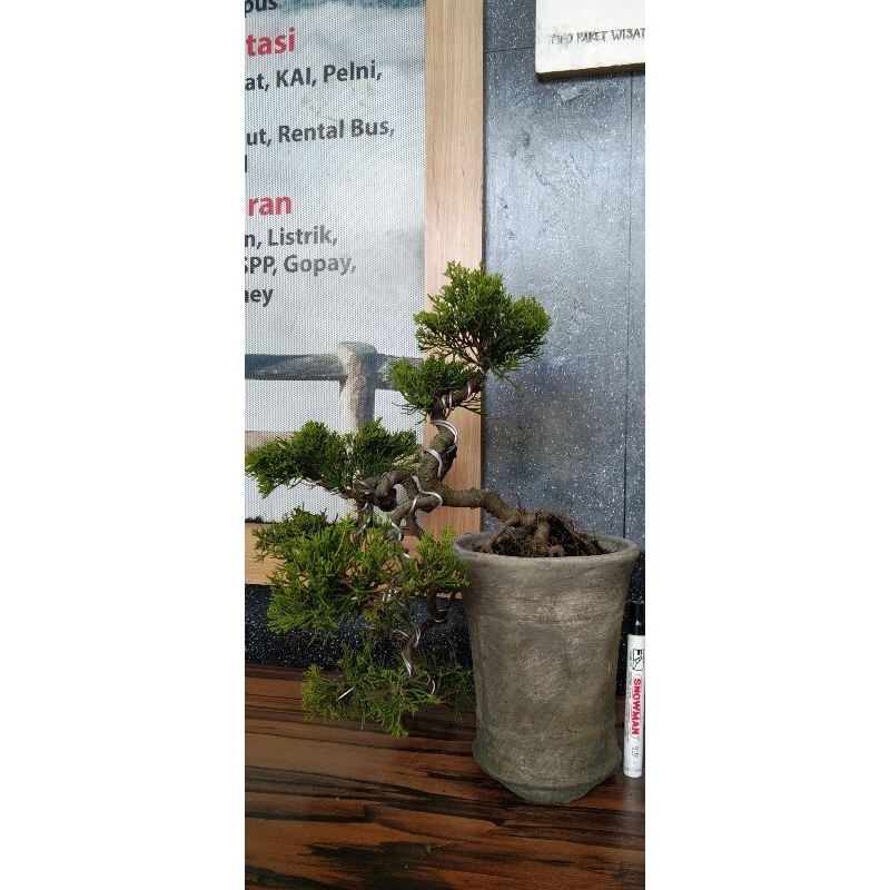 bonsai cemara sinensis