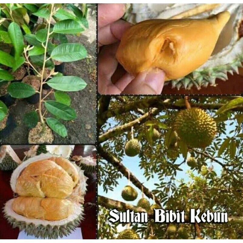 Bibit Durian Super Tembaga Bangka