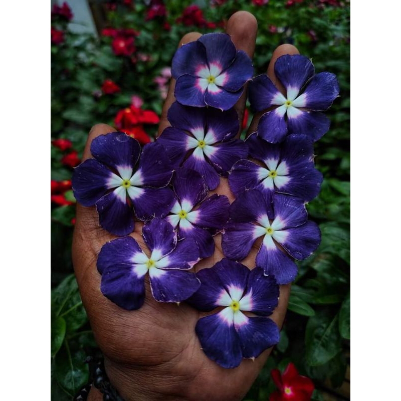 vinca ningrum atau black hallo Tegak