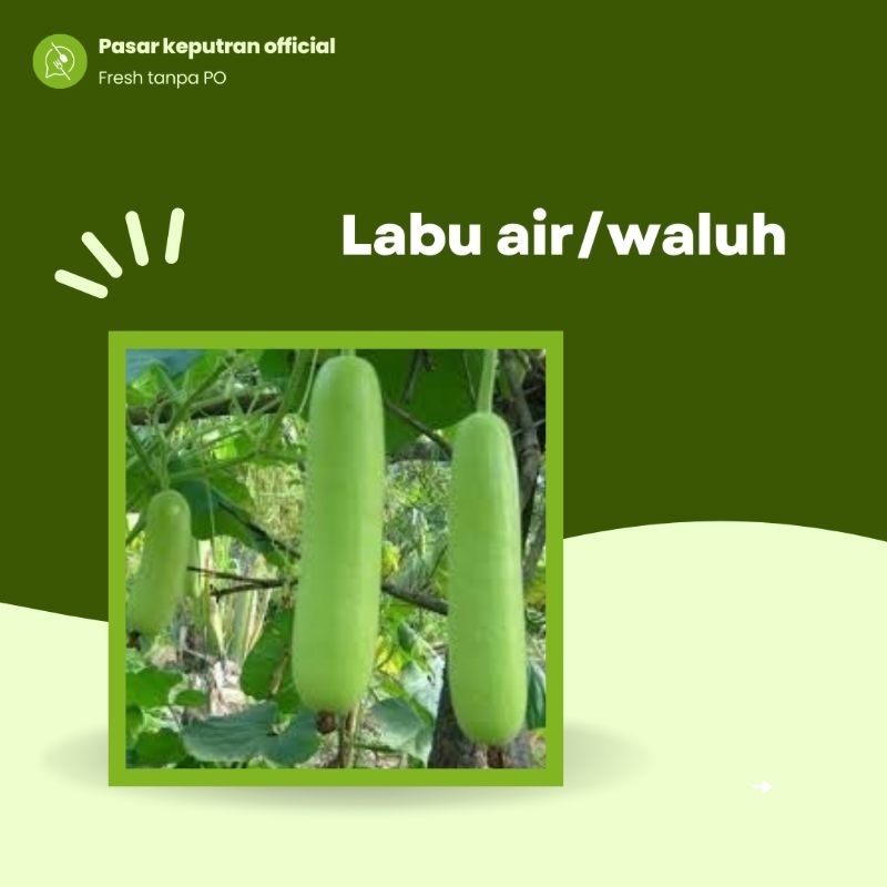 

Labu air,labu putih,labu air segar,waluh putih