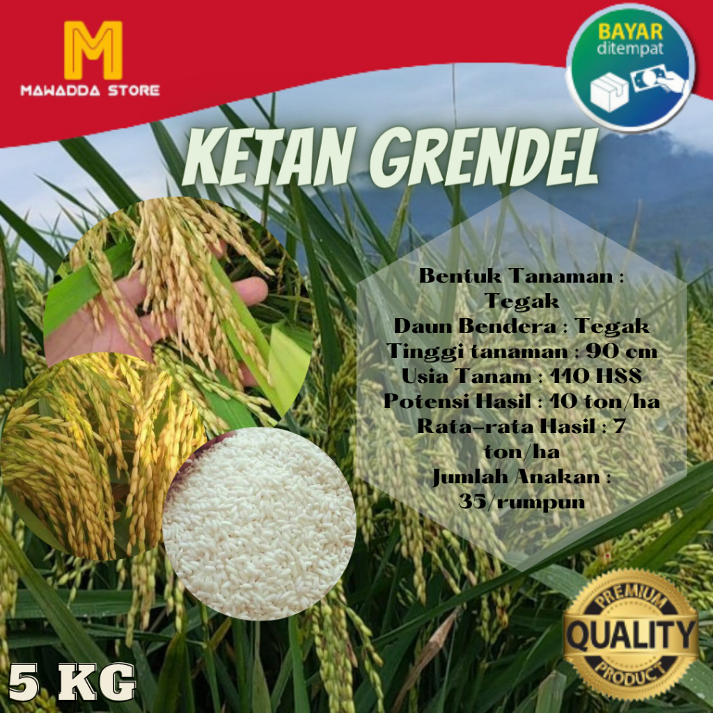 Bibit Padi Unggul KETAN GRENDEL Padi KETAN PUTIH 5KG
