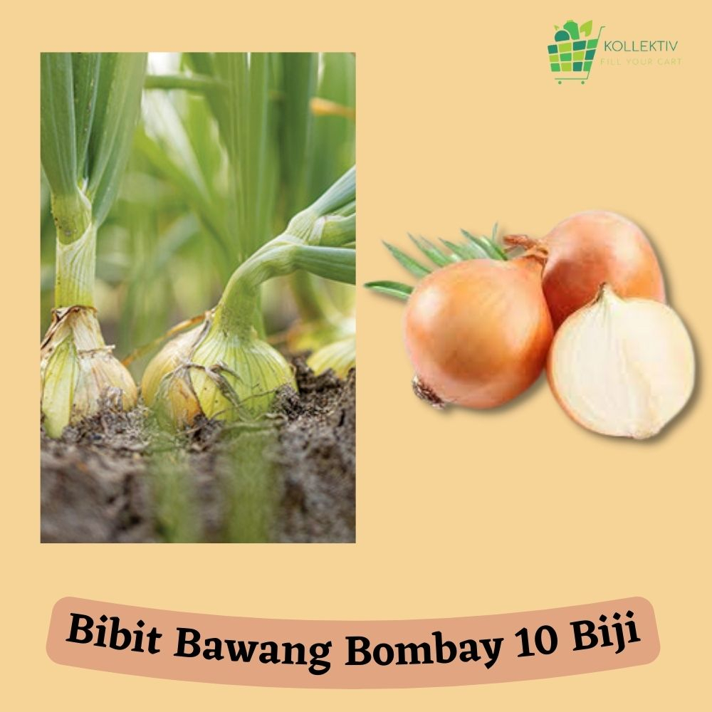 Bibit Bawang Bombay / Benih Sayuran
