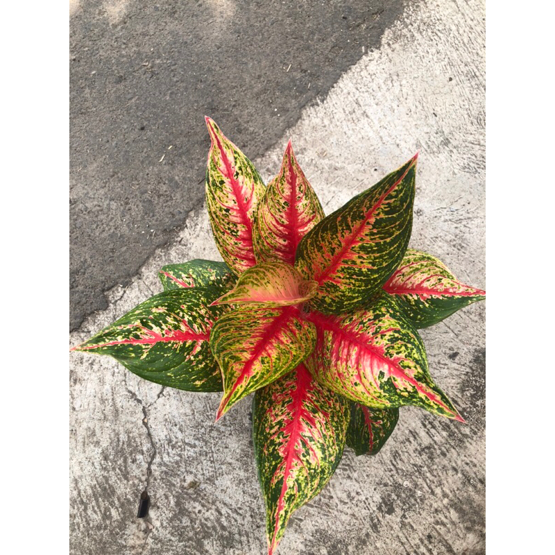 Aglaonema Hot Flaming Lady jumbo