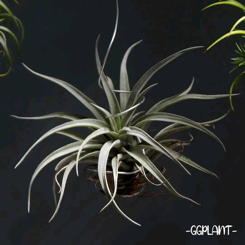 Tillandsia capitata