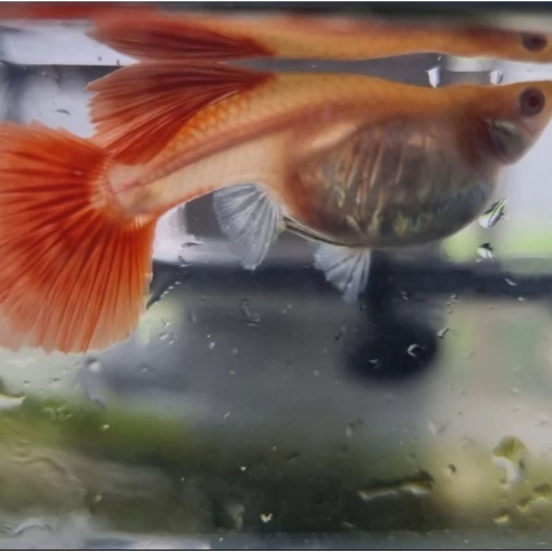 guppy albino full red perpasang/guppy AFR