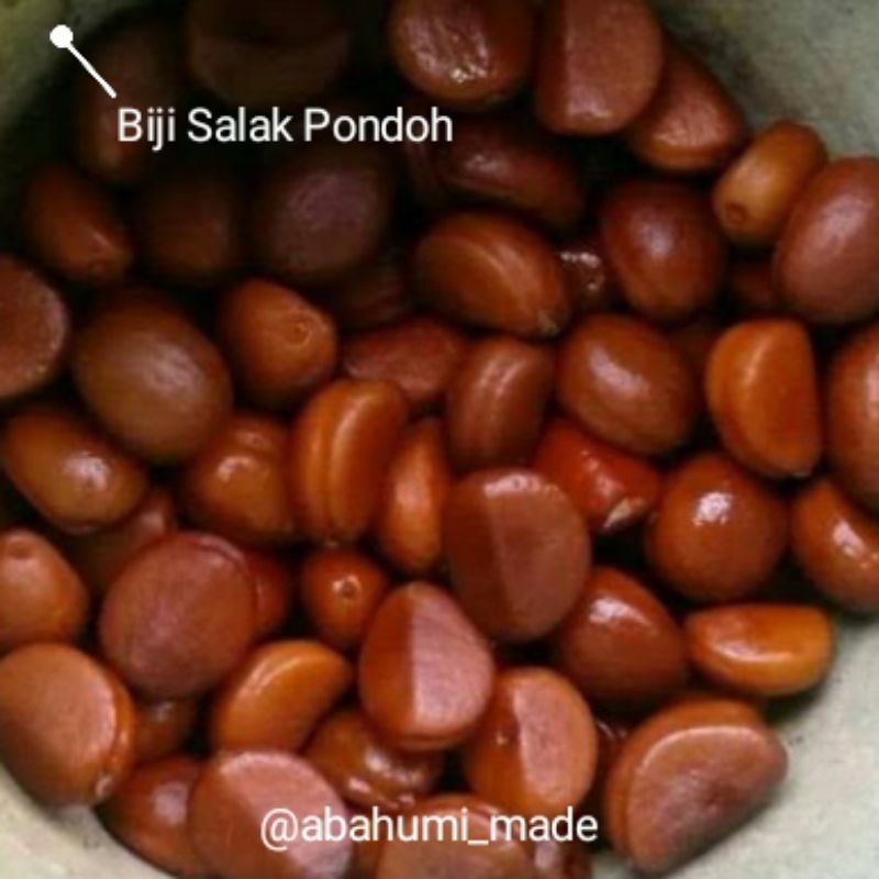 

Biji Salak Pondoh | Kentos Salak 1kg | Bahan Kopi Biji Salak