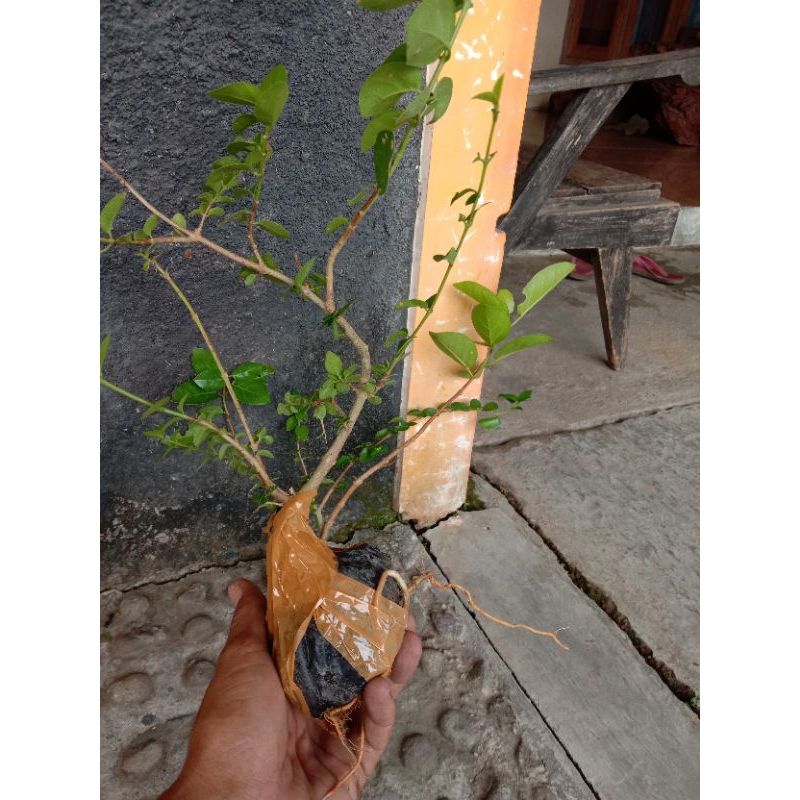 sancang bibit bonsai tanaman hidup