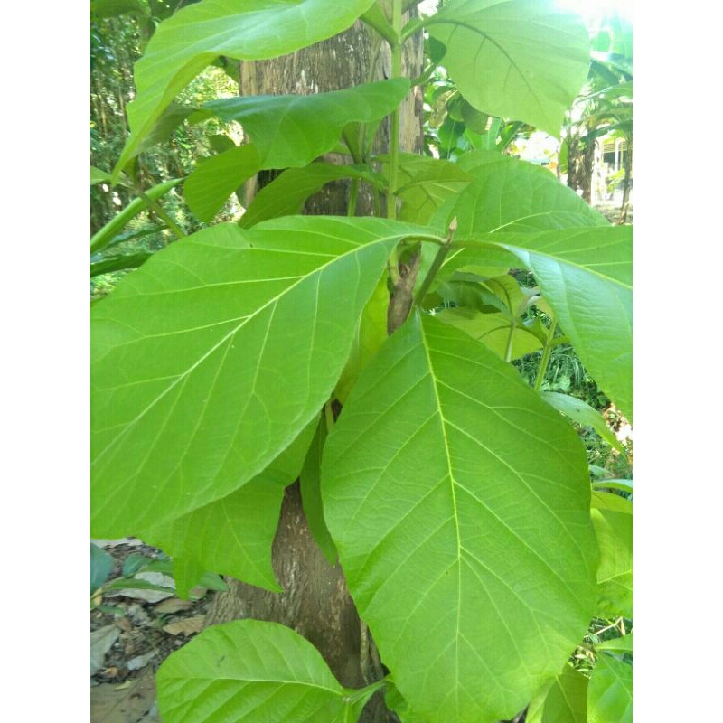 

Daun Jati Fresh 100gr | MURAHFRESH