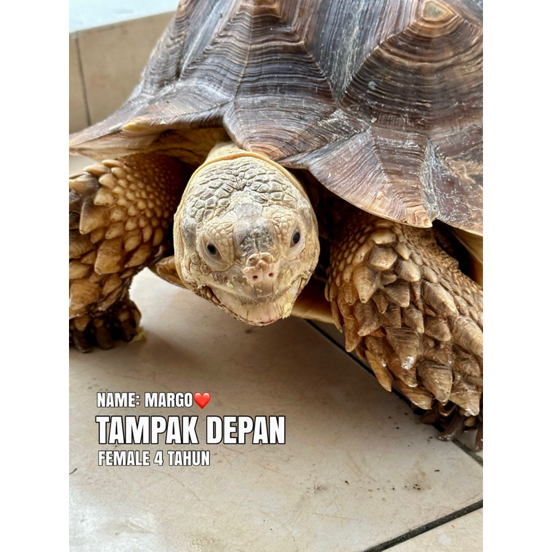 KURA KURA 65cm//Kura Darat//Tortoise