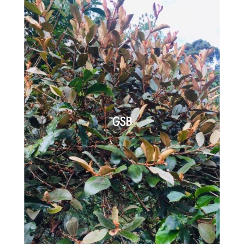 

Benalu kopi segar 1 kg petik langsung organik