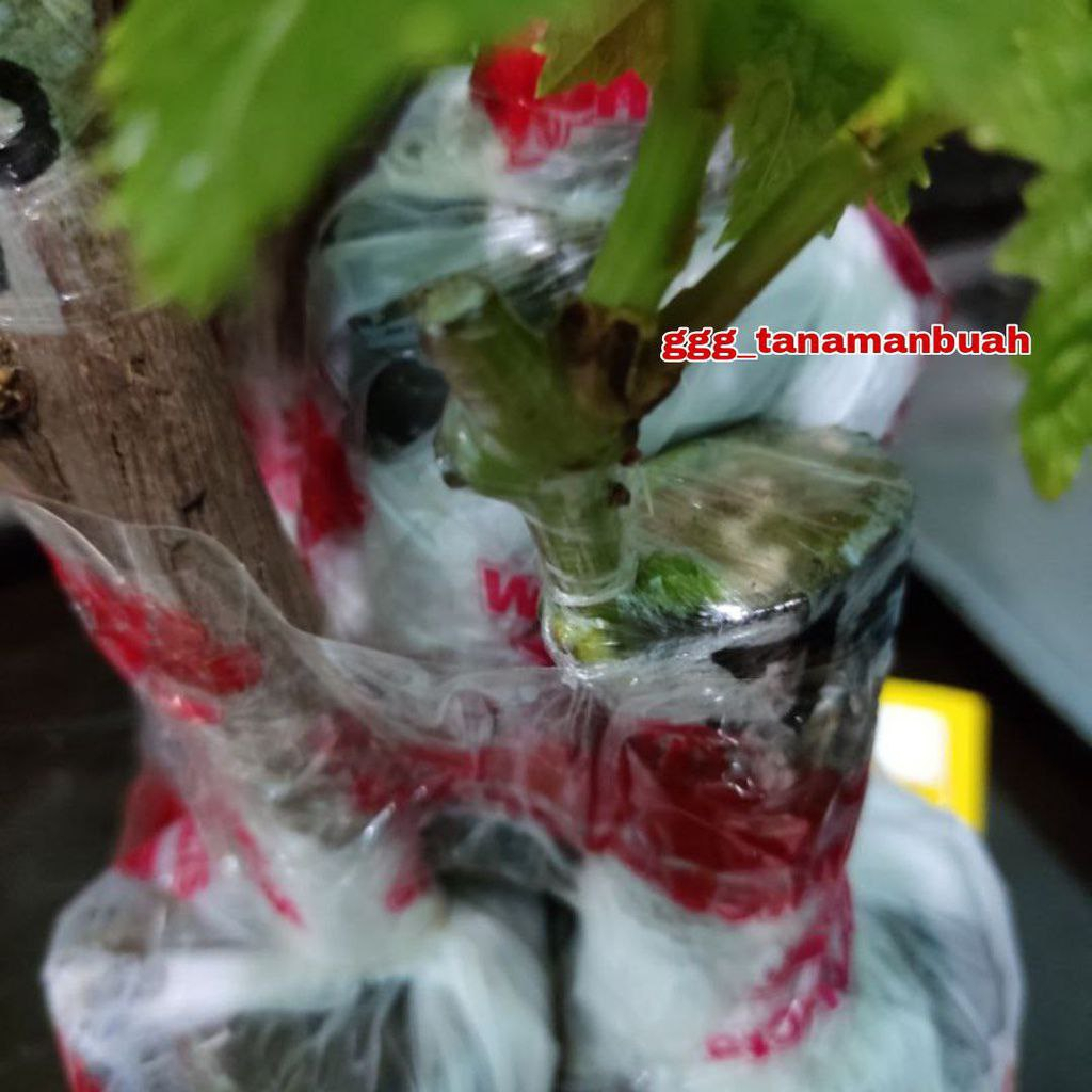 Bibit Anggur ARA 15 Import Hasil Grafting Asli Cepat Berbuah