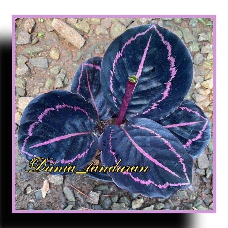 Calathea Black Lipstik ukuran Dewasa