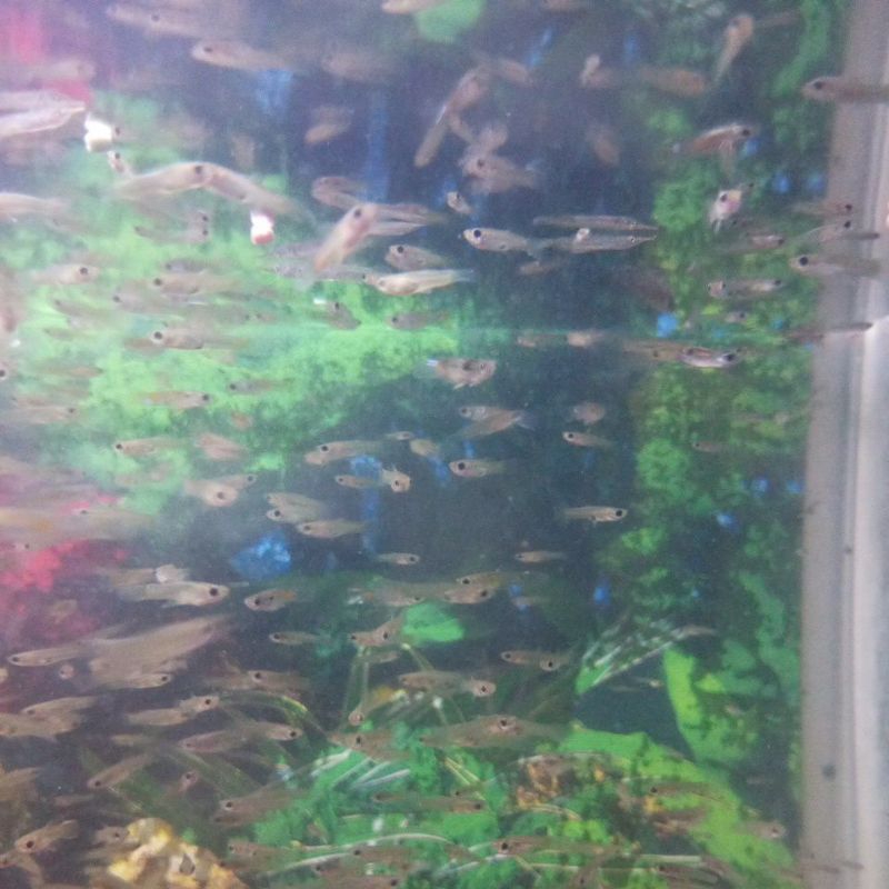 Ikan cere sawah pakan predator