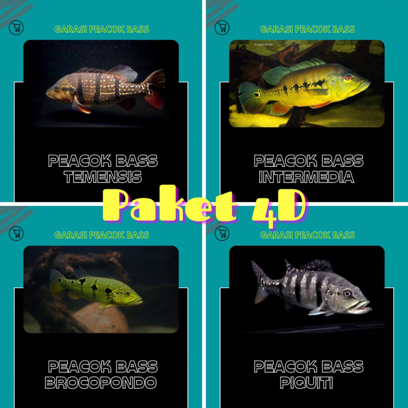 PEACOK BASS PAKET 4D,Temensis,Intemedia,Brocopondo,Piquiti