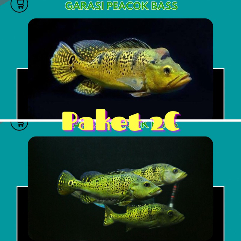 PEACOK BASS PAKET 2C,Kalbe Bahia,Kalbe Spider