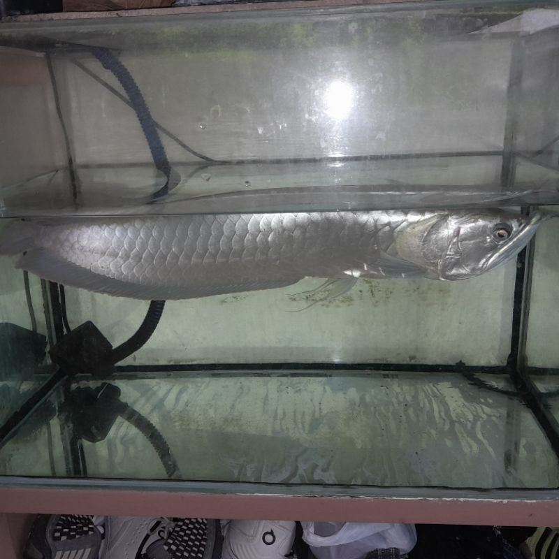 Ikan Hias Arwana Silver 40 cm