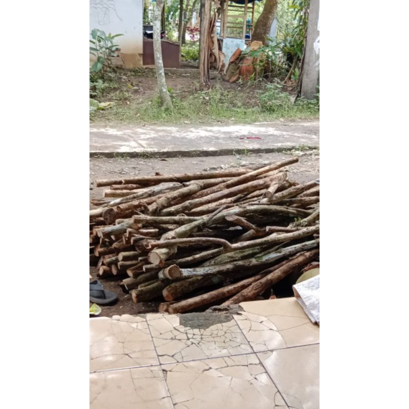 kayu kopi/ pohon kopi panjang 1,1 meter