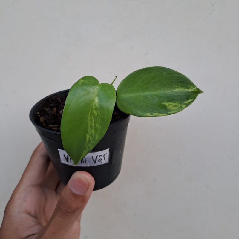 Philodendron Violin Variegata - Tanaman Hias