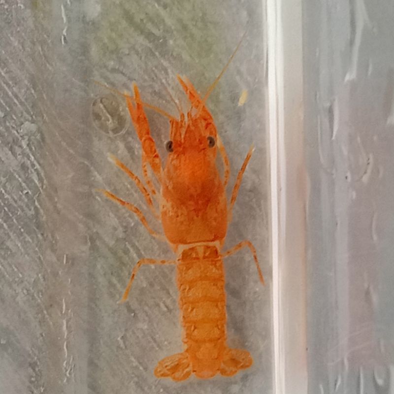 lobster mini Mexico orange hiasan akuarium aquascape