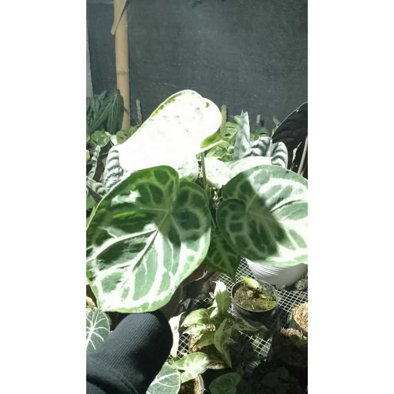 Tanaman hias kuping gajah dorayaki