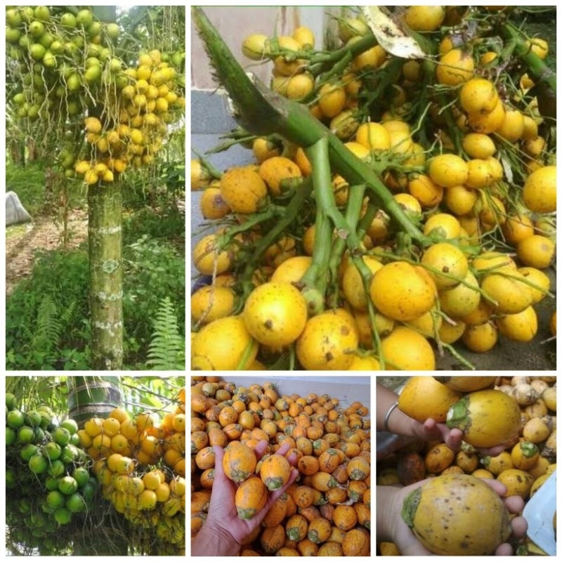 Bibit Pinang Wangi Atau Pandan Wangi Jenis Pinang Unggul