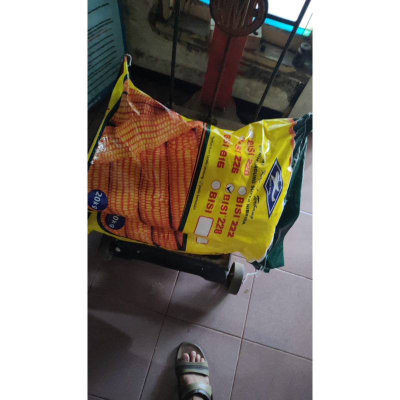 jagung bisi 228