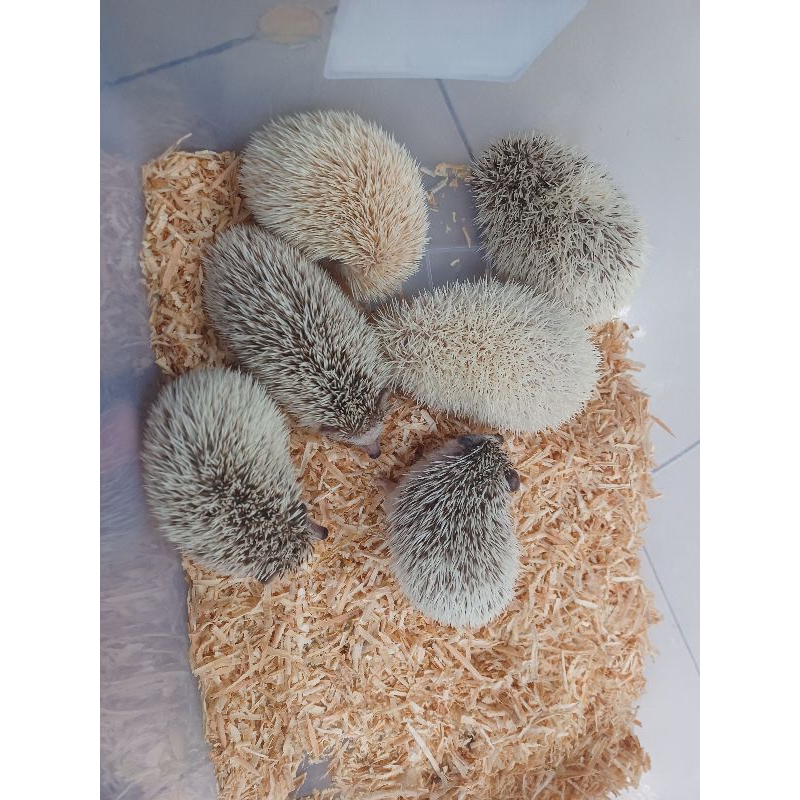 landak mini indukan jantan