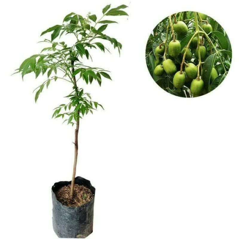 Bibit Tanaman Buah Kedondong