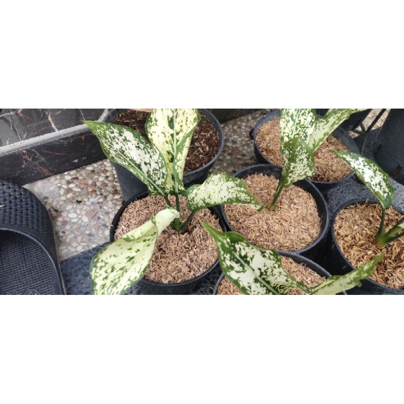 Aglonema Siam Paragon