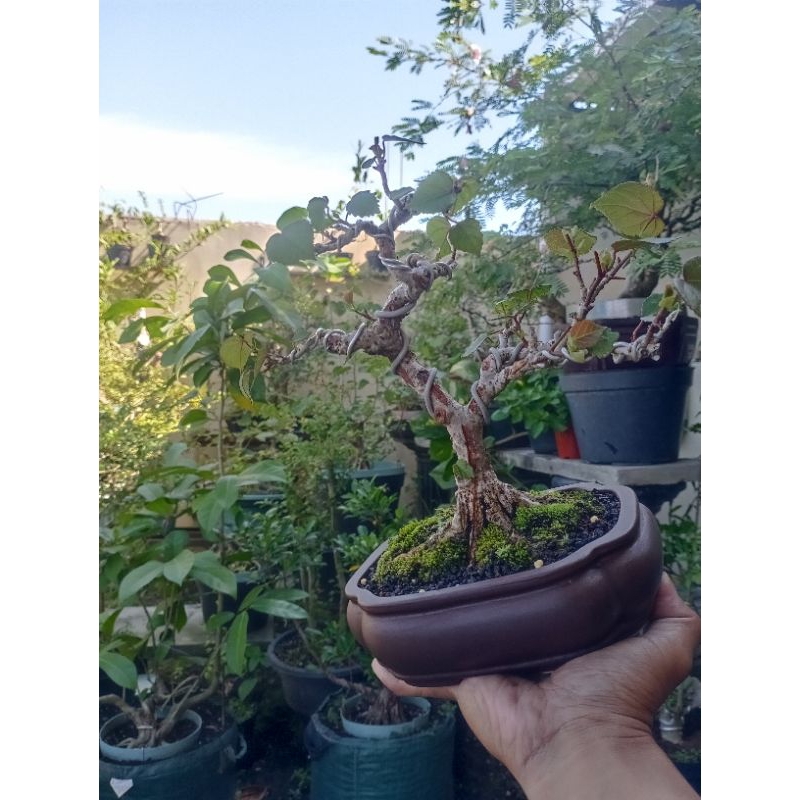 Bonsai Mame Waru Taiwan Pot Keramik