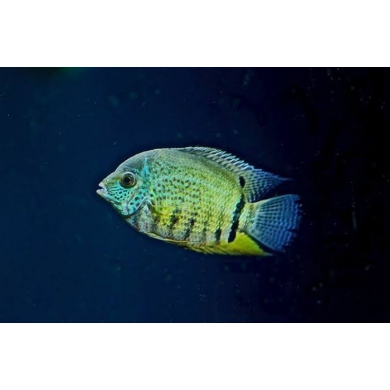 hiasan akuarium / green severum / tapajos akuarium